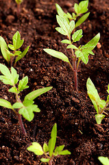 Image showing Green seedling