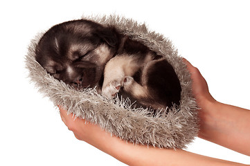 Image showing Cute puppy