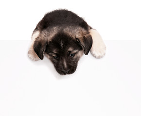 Image showing Puppy with paper