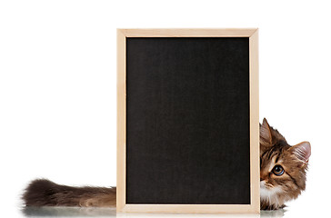 Image showing Cat with blackboard