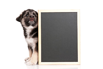 Image showing Puppy with blackboard