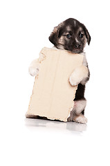 Image showing Puppy with paper