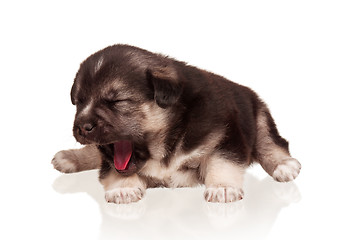 Image showing Cute puppy