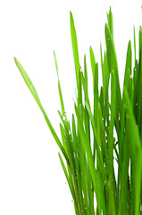 Image showing Wheat grass