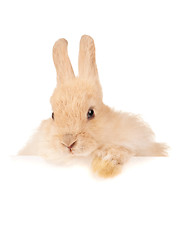 Image showing Cute rabbit