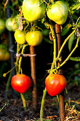 Image showing Tomatoes on bush
