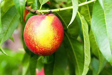 Image showing Ripe peaches