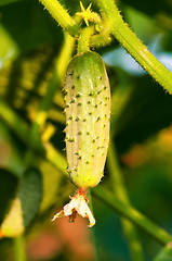 Image showing Green cucumber