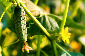 Image showing Green cucumber