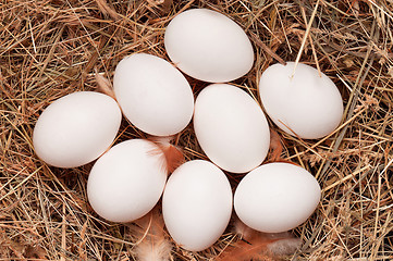 Image showing Eggs in nest