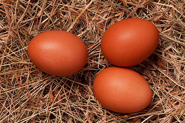 Image showing Eggs in nest