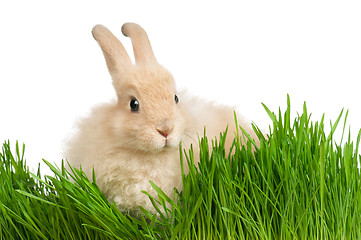 Image showing Rabbit in grass