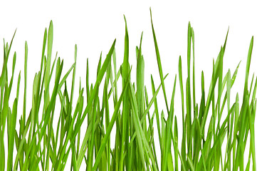 Image showing Wheat grass