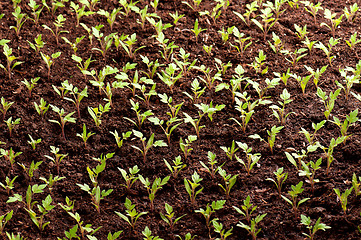 Image showing Green seedling