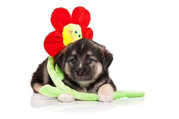 Image showing Cute puppy