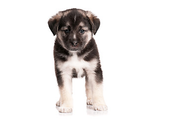 Image showing Cute puppy