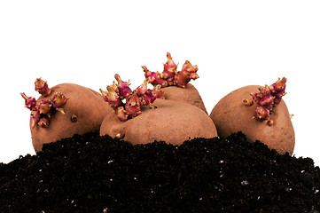 Image showing Potatoes sprouts