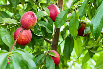 Image showing Ripe peaches