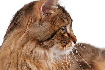 Image showing Portrait of cat