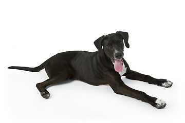 Image showing Black Labrador puppy