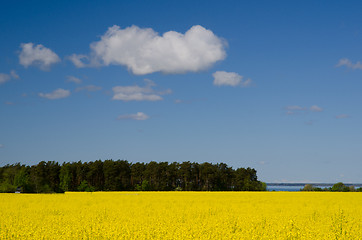 Image showing Cloud over field