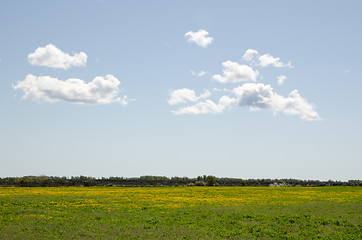 Image showing Dandelion field