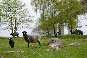 Image showing Sheep