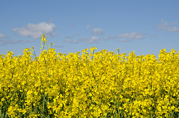 Image showing Rape seed