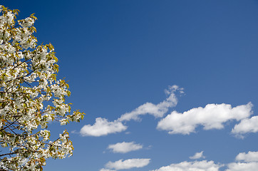 Image showing Apple blossom