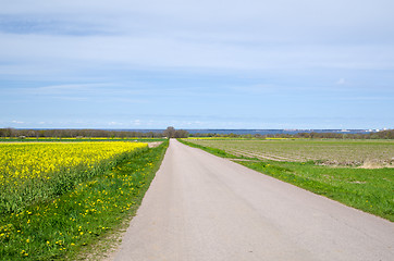 Image showing Road and rape field