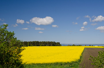 Image showing Rural landscape