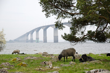 Image showing Sheep at bridge