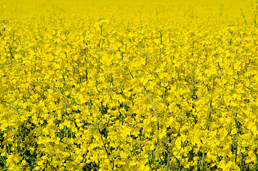 Image showing Rape seed