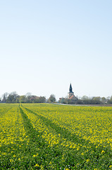 Image showing Rape seed