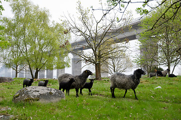 Image showing Sheep