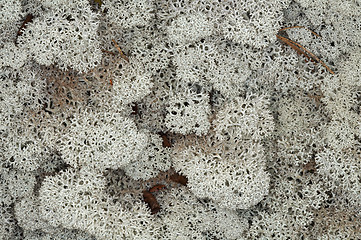 Image showing Cladonia stellaris