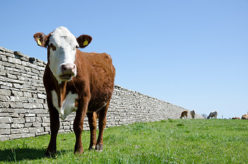 Image showing Curious cow