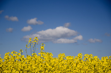 Image showing Rape seed