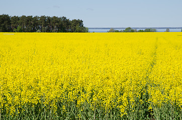 Image showing Rape field