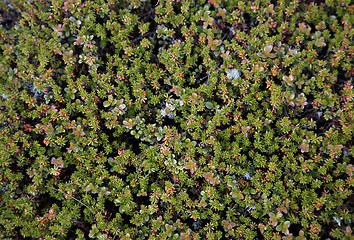 Image showing Empetrum nigrum