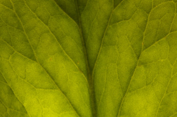 Image showing Background of Badan leaf