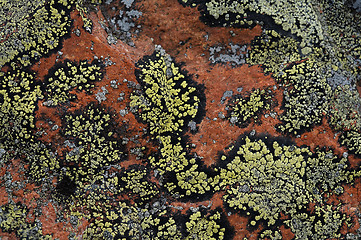 Image showing Crustose lichen