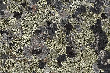 Image showing Crustose lichen