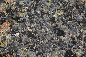 Image showing Crustose lichen