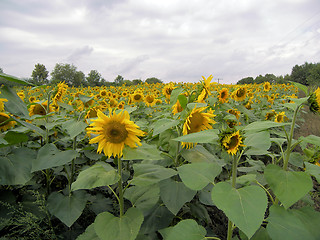 Image showing field of sunflowers