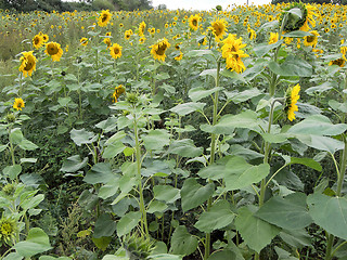 Image showing field of sunflowers