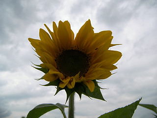 Image showing a nice sunflower