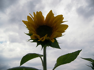 Image showing nice sunflower