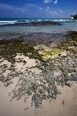 Image showing beach rock  in  republica dominicana