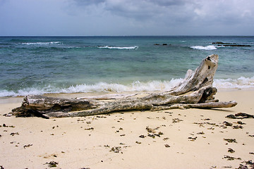 Image showing  rock stone and tree in  republica dominicana